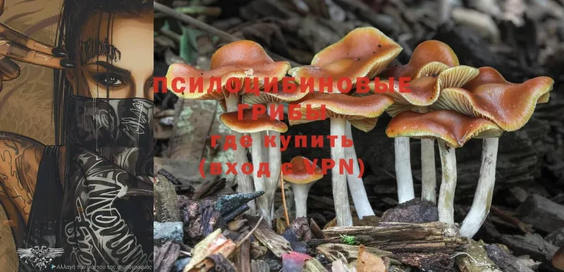 Псилоцибиновые грибы Cubensis  продажа наркотиков  Дедовск 